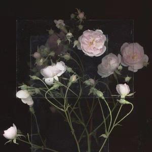 关之琳色情黄色
